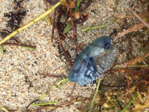 Man-O-War Jelly Fish beached at Ft. Lauderdale (which really isn't a jelly fish at all).