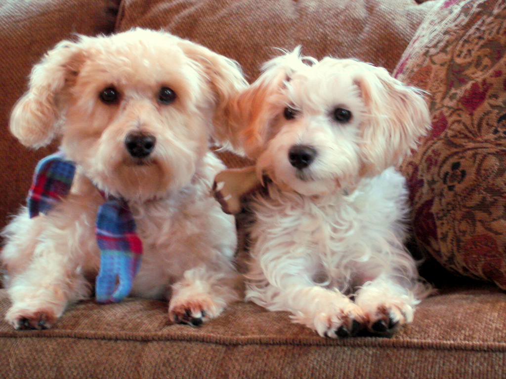 "Jake and Abbie" - Elaine in Pelham, NH