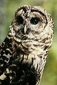 English: Barred Owl from USFWS Source: U.S. Fi...