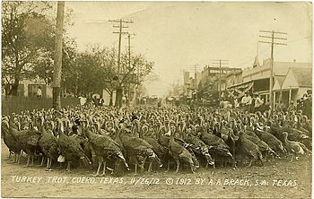 English: Postcard of a "Turkey Trot"... English: Postcard of a "Turkey Trot"...