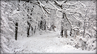 snowtress