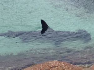 Atlantis Shark pond